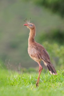 Red-legged Seriema (Cariama cristata) in a field in the Atlantic rainforest of southeast Brazil