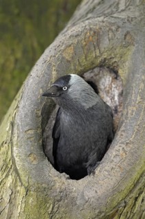 Dohle (Corvus monedula), Jackdaw, Altvogel an der Bruthoehle, Mai, Borken, Muensterland,