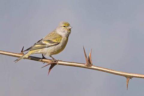 Citril Finch (Carduelis citrinella) female perched on thorny twig of Robinia pseudoacacia, Aosta
