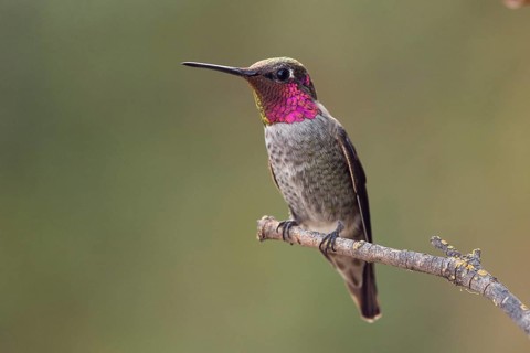 Male Anna's Hummingbird (Calypte anna) perched on a twig