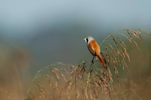 Bearded tit or reedling (Panurus biarmicus) adult male bird on a Common reed seedhead, RSPB