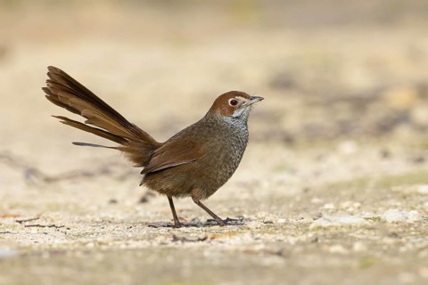 Rufous Bristlebird (Dasyornis broadbenti) perched on the ground, Victoria, Australia
