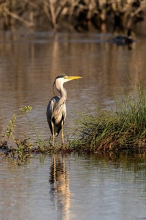 Grey heron (Ardea cinerea), Vulkaneifel, Rhineland-Palatinate, Germany