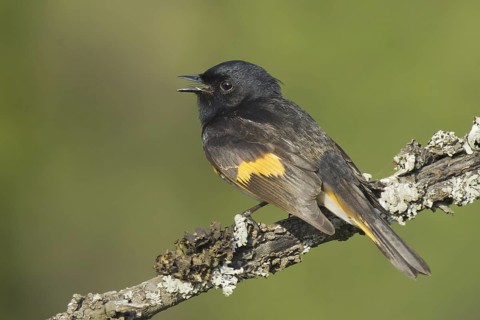 American Redstart (Setophaga ruticilla) male singing, Ohio, USA