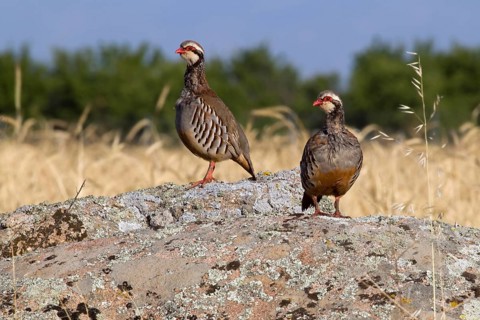 Red-legged Partridge (Alectoris rufa), Castile-La Mancha, Spain
