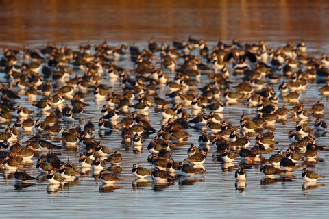 Northern Lapwing (Vanellus vanellus) huge flock, Netherlands