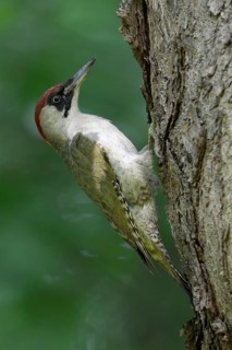 European Green Woodpecker (Picus viridis) female, North Rhine-Westphalia, Germany