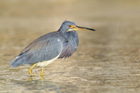 Tricolored Heron (Egretta tricolor), Florida, USA