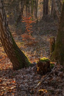 View through two mossy trees to a young beech tree with dried leaves, foliage, portrait, nature
