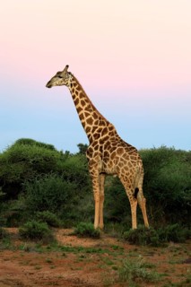 Cape giraffe (Giraffa camelopardalis giraffa), adult, foraging, Mokala National Park, Northern