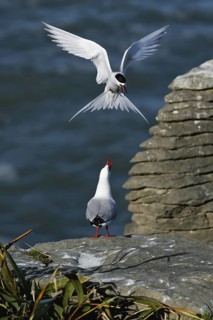 White-fronted Tern & Silver Gull (Sterna striata & Chroicocephalus novaehollandiae scopulinus)