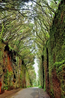 Tunnel of moss-covered rocks and trees with old road to the Mirador Pico del Inglés viewpoint,