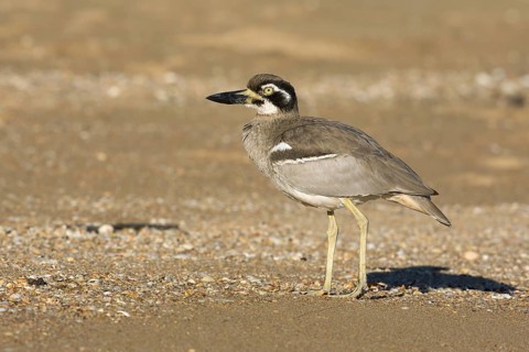Beach Stone-curlew (Esacus magnirostris), Queensland, Australia