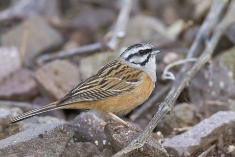 Rock Bunting -Zippammer - Emberiza cia ssp. cia, Germany, adult male