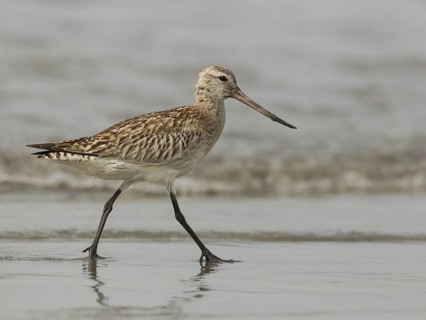Bar-tailed Godwit (Limosa lapponica) foraging, Gambia