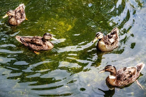 Ducks, walk along the Rotte, route from the modern city center to the green suburbs such as