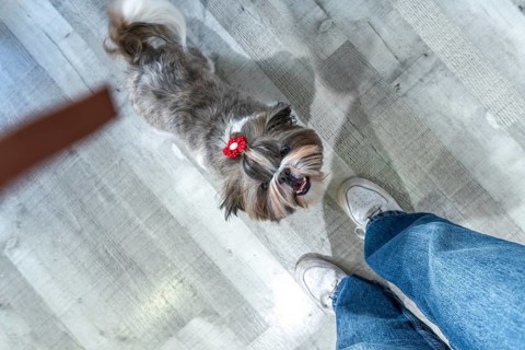 Playful shih tzu puppy wearing a red hair clip looks up expectantly at owners hand for a treat on a