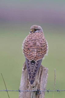 Kestrel (Falco tinnunculus), on a pasture fence post, Bieslicher Insel, Lower Rhine, North