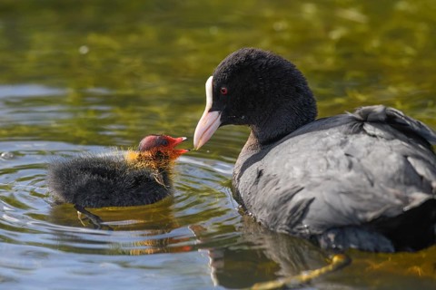 A coot Eurasian Coot (Fulica atra) feeding its young bird, Dümmer nature park Park, Lower Saxony,