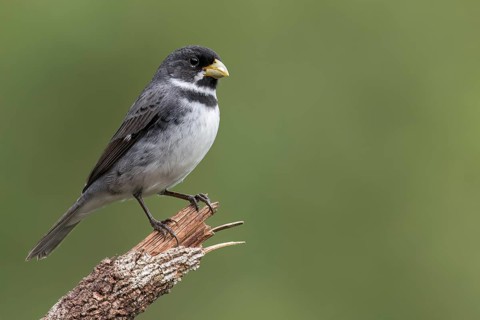 Double-collared Seedeater (Sporophila caerulescens) perched on a branch in the Atlantic Rainforest