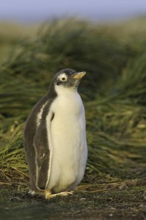 Gentoo Penguin (Pygoscelis papua), Falkland Islands