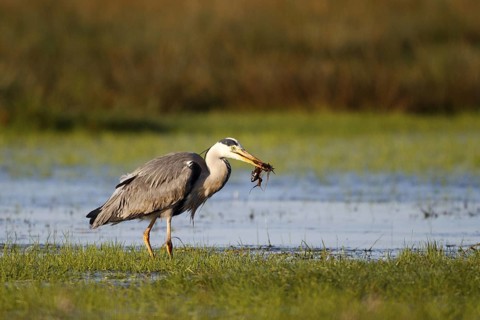 Grey Heron (Ardea cinerea) male foraging, North Rhine-Westphalia, Germany