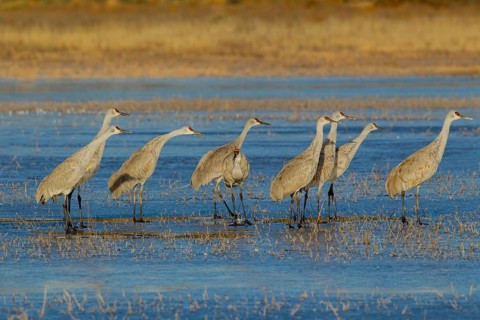 Sandhill Crane Grus canadensis tabida Bosque del Apache National Wildlife Refuge, New Mexico,