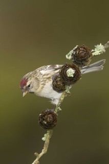 Lesser Redpoll (Acanthis cabaret), Wales, United Kingdom
