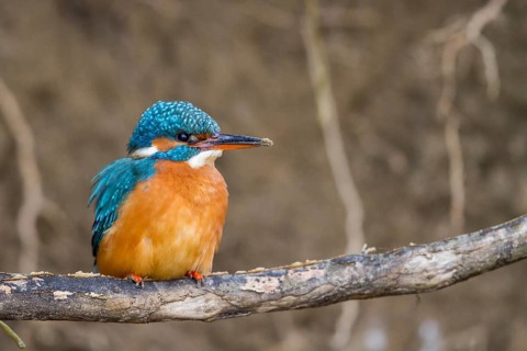 Kingfisher (Alcedo atthis) female, sitting room, Germany, Mecklenburg-Western Pomerania, Feldberger