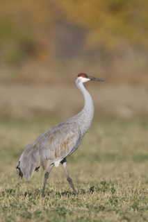 Sandhill Crane (Antigone canadensis), New Mexico, USA