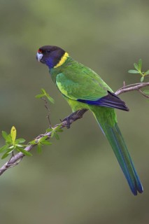 Twenty-eight Parrot (Barnardius zonarius semitorquatus), Western Australia, Australia