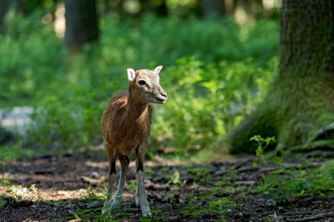 European mouflon (Ovis gmelini musimon), mouflon, young animal, standing in a sun-drenched forest