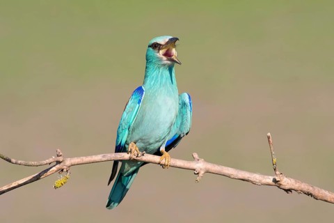 European Roller (Coracias garrulus) singing, perched on a branch, Puszta, Hungary