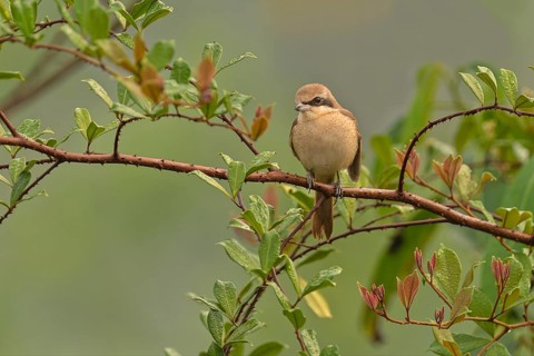 Braunwürger (Lanius cristatus) auf seinem Ansitzast am Regenwald von Sri Lanka