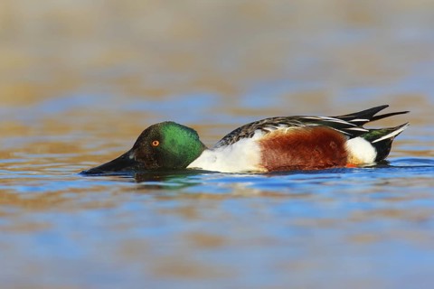 Northern Shoveler (Spatula clypeata) male, British Columbia, Canada