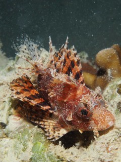 Red Sea Dwarf Lionfish (Dendrochirus hemprichi)