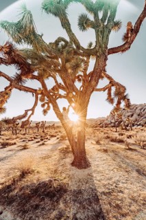 Woman at sunset in Joshua Tree National Park