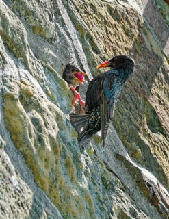 Starling, also Common starling (Sturnus vulgaris), feeds nestling at a breeding cavity in a wall,