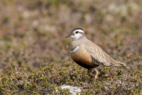 Eurasian Dotterel (Charadrius morinellus), Dalarna, Sweden