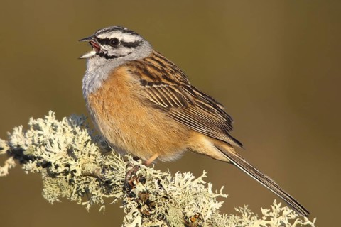 Rock Bunting (Emberiza cia) male, Portalegre, Portugal
