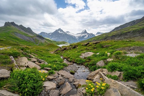 Mountain stream with flowers, mountain landscape with Bachalpsee mountain lake, Mittelhorn and
