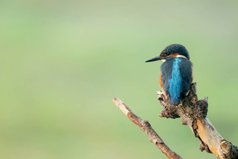 Kingfisher (Alcedo atthis) sitting on an old branch, perch and looking for prey, Lower Saxony,