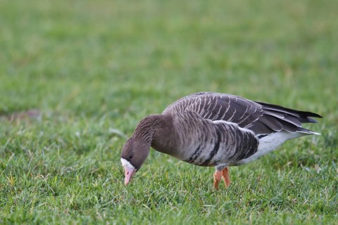 Greater White-fronted Goose (Anser albifrons) foraging, North Rhine-Westphalia, Germany