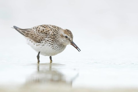 White-rumped Sandpiper (Calidris fuscicollis), Texas, USA