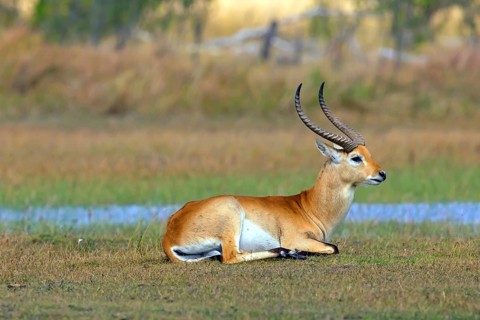 Red hartebeest (Kobus leche) ml, Okavango Delta, Botswana, Okavando Delta, Botswana