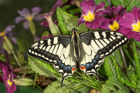 A swallowtail (Papilio machaon) with colourful wings resting on purple flowers, Baden-Württemberg,