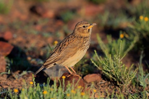 Bush Pipit (Anthus caffer), adult, on ground, alert, foraging, Pilanesberg National Park, North