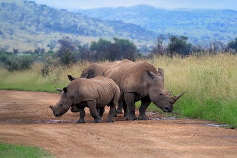 White rhino (Ceratotherium simum), white rhino, adult, female, mother, young animal, foraging,