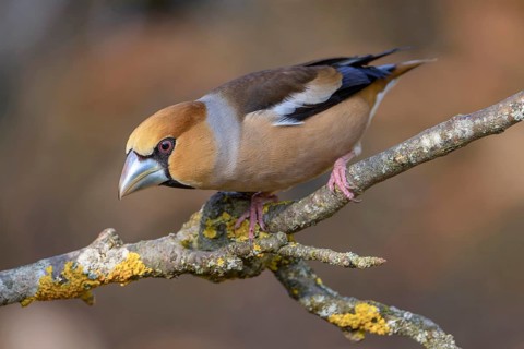 Hawfinch (Coccothraustes coccothraustes), male in breeding plumage on a lichen-covered branch,