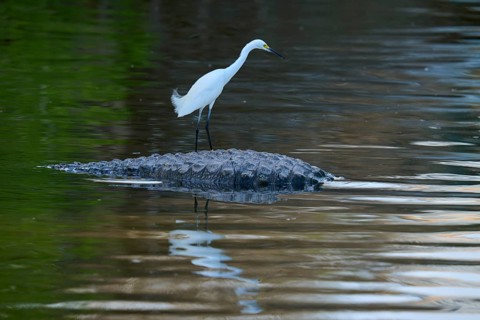 A white bird stands on a crocodile in the water, surrounded by green vegetation, Great Blue Heron